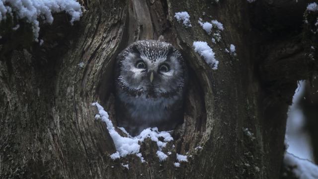 Das Flüstern der Wälder